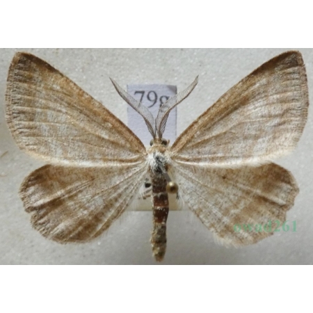 Perconia strigillaria (Hübner, 1787) male Pytnik pasiaczek Czech79g